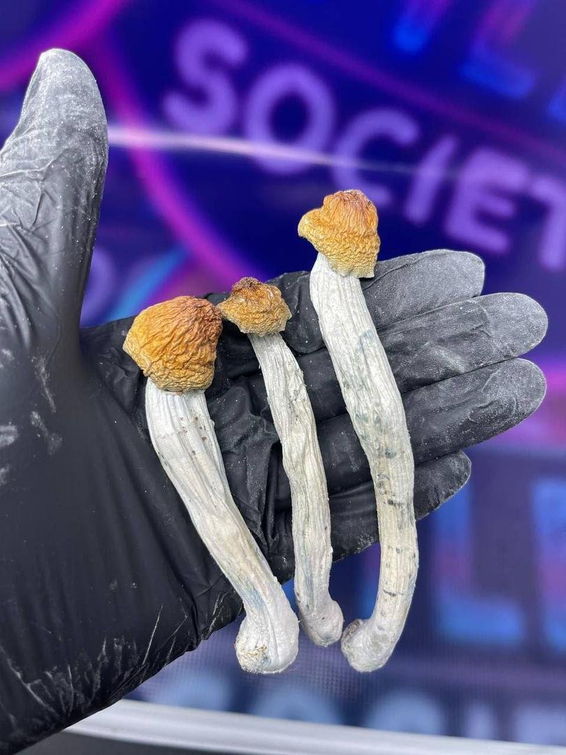 Pilze in Stuttgart online kaufen – Bild 2