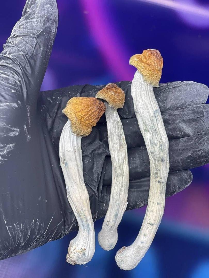 Pilze in Stuttgart online kaufen – Bild 4