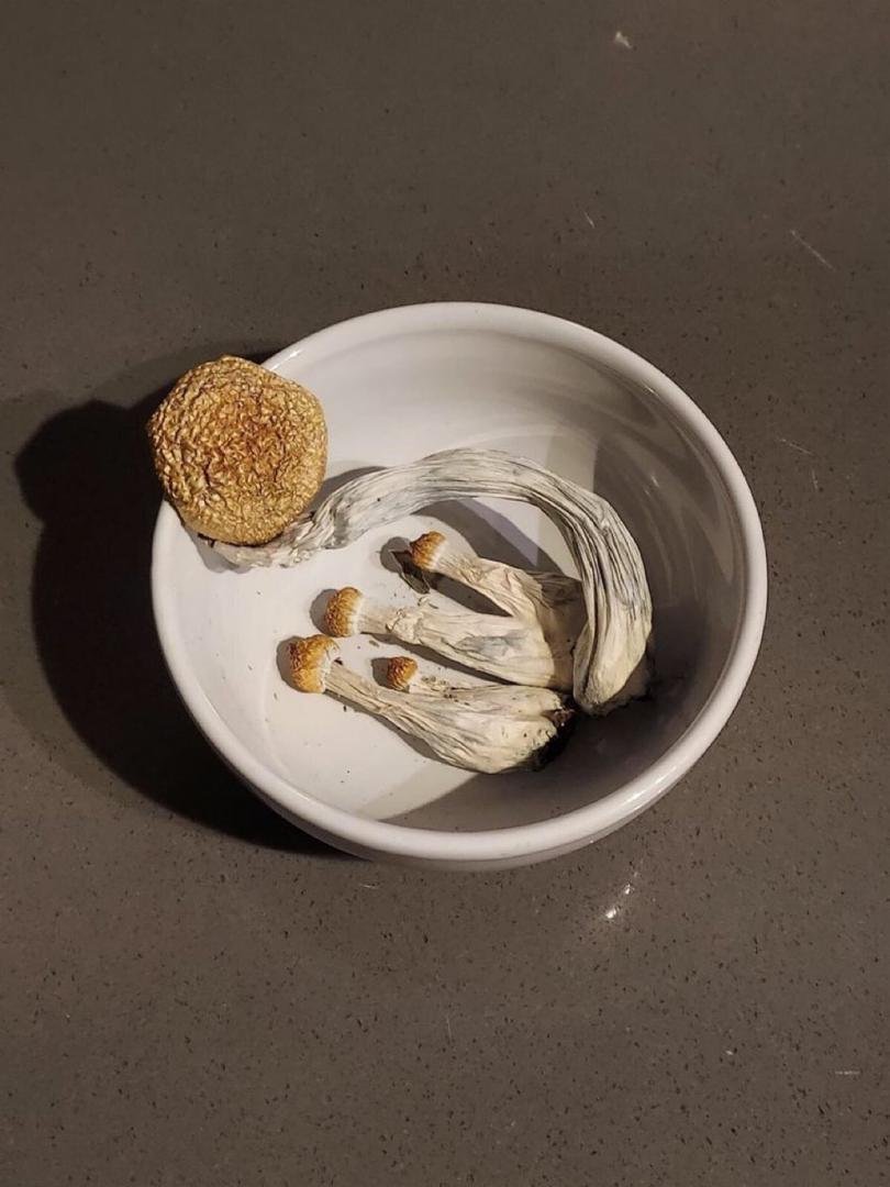 Pilze in Stuttgart online kaufen – Bild 5